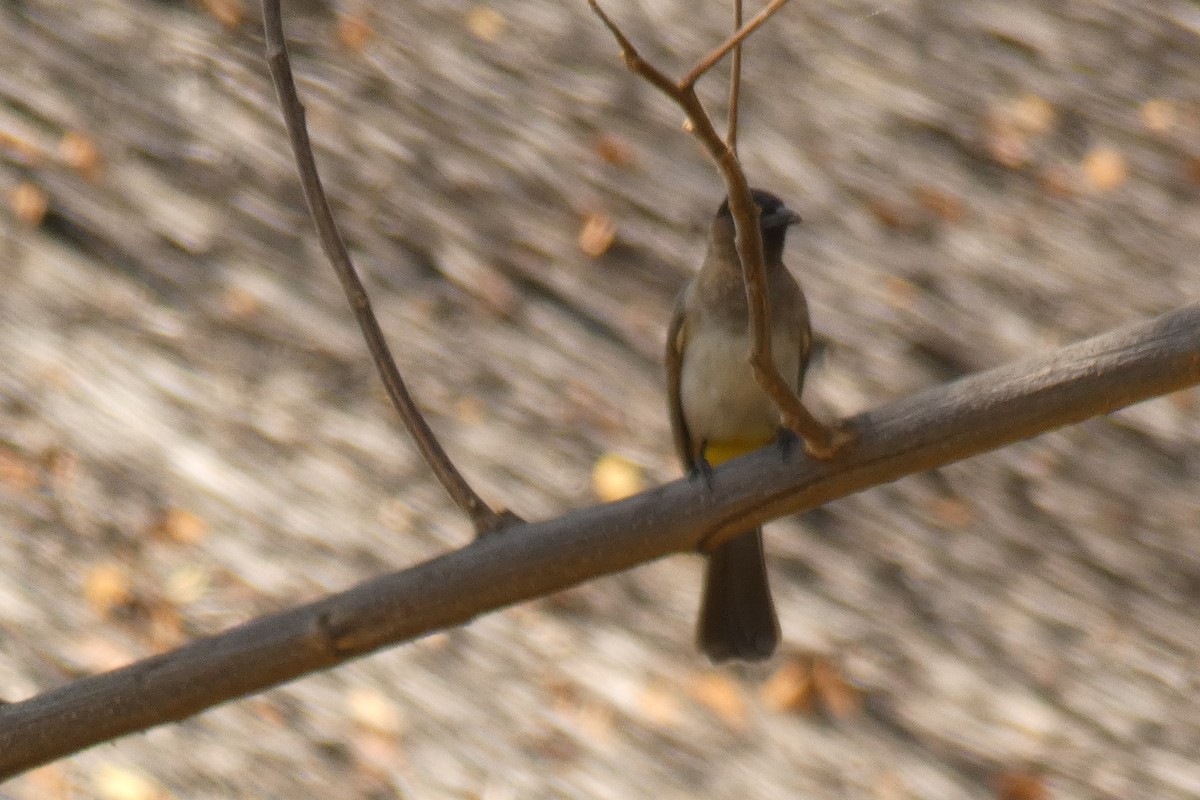 Common Bulbul (Dark-capped) - ML180764951