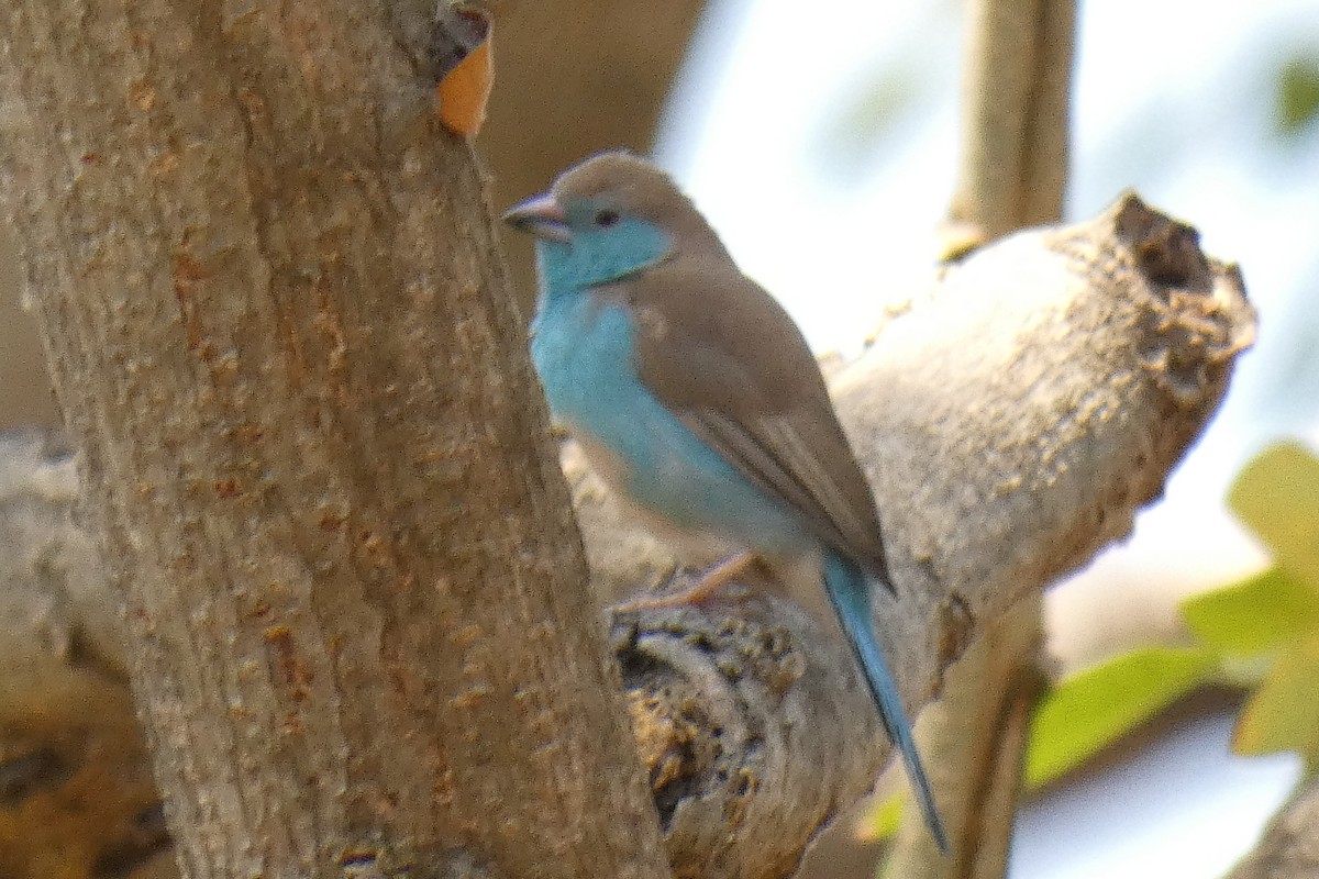 Southern Cordonbleu - ML180765021
