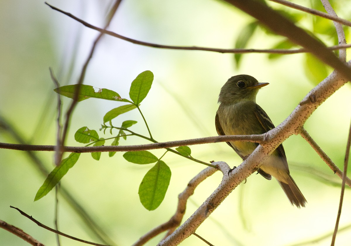 Acadian Flycatcher - Tasso  Cocoves
