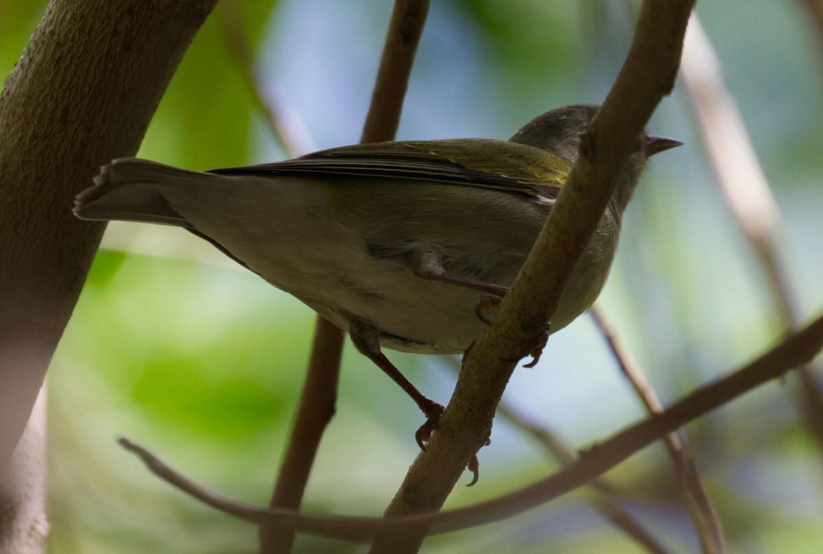 Tennessee Warbler - Tasso  Cocoves