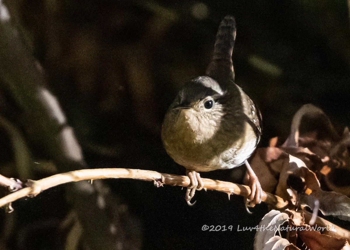 Pacific Wren - ML180765431
