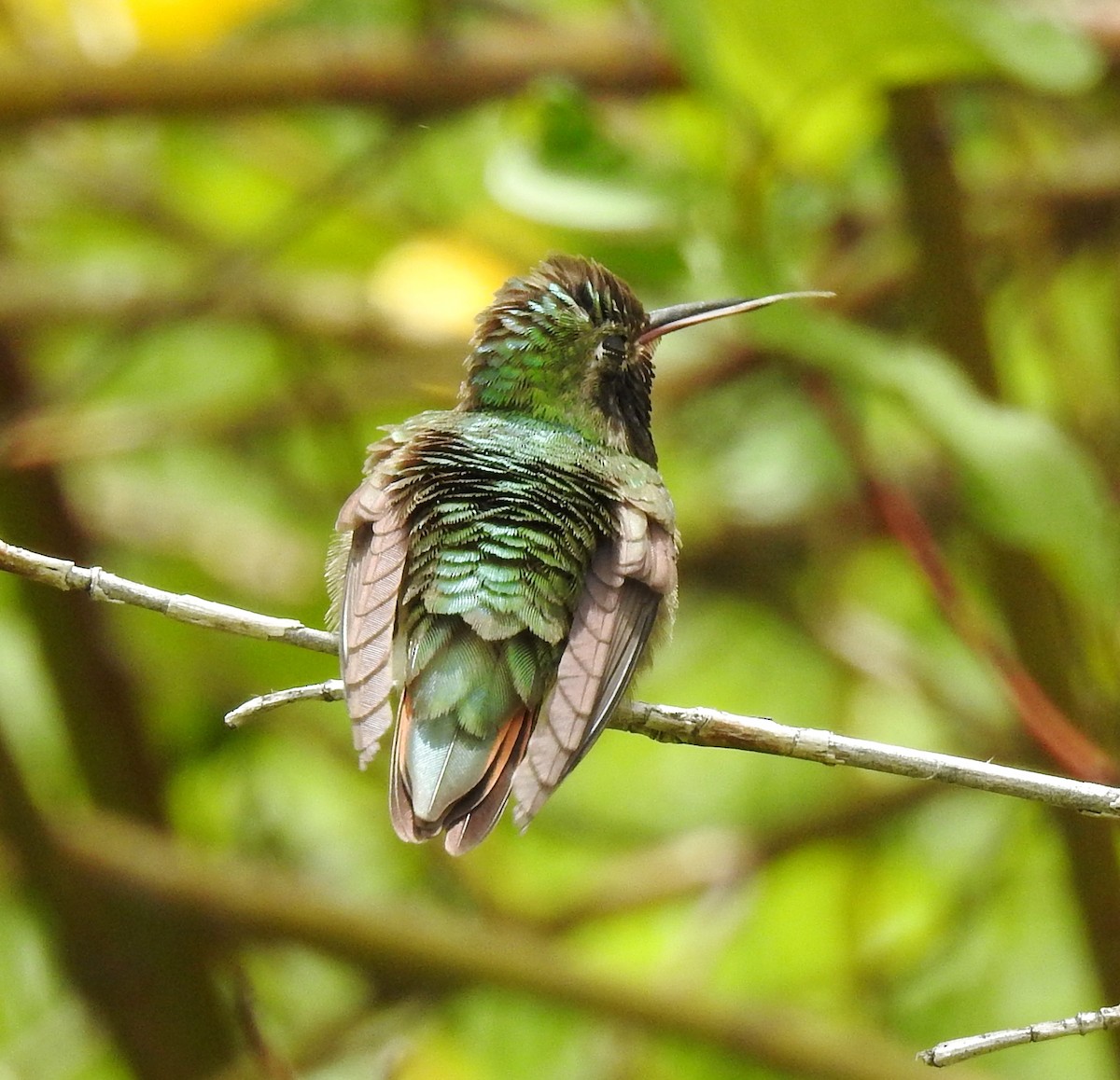 Geniş Kuyruklu Kolibri - ML180765851