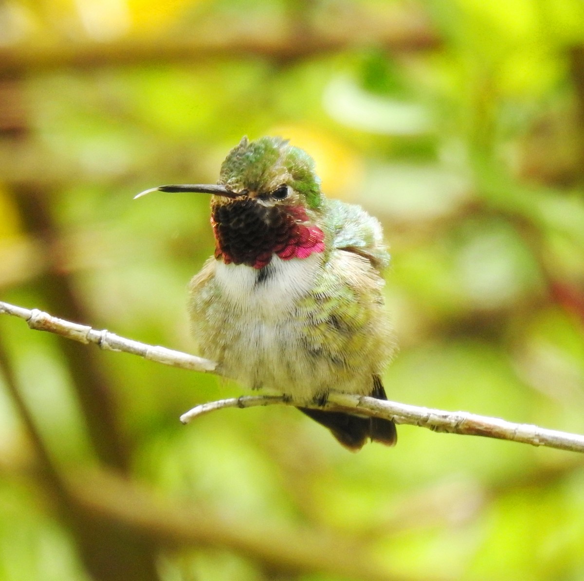 Broad-tailed Hummingbird - Sandra Blair