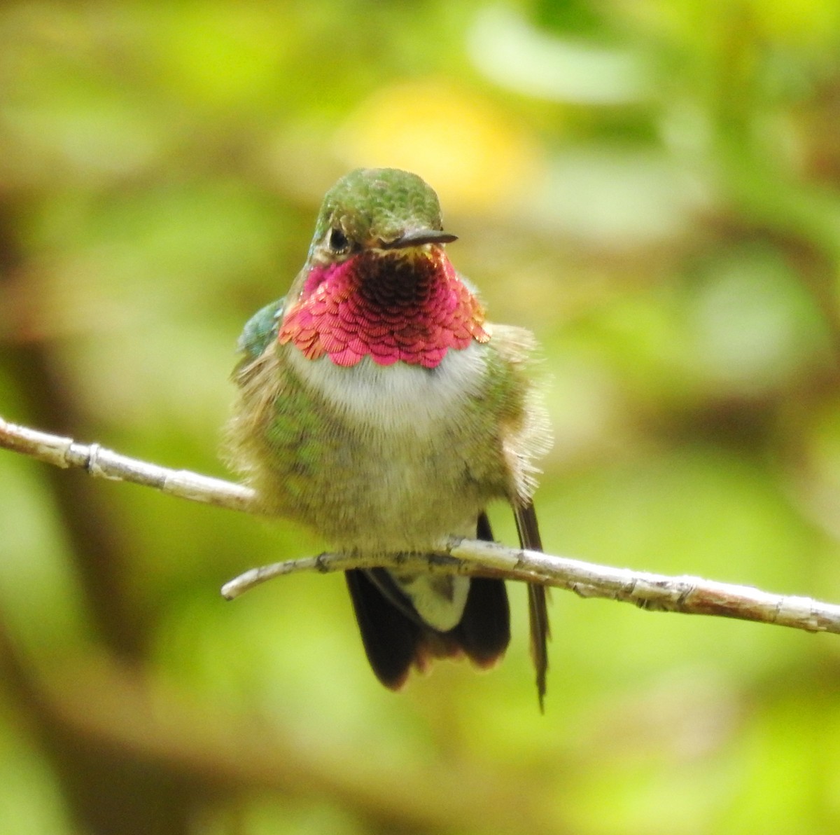 Broad-tailed Hummingbird - ML180765891