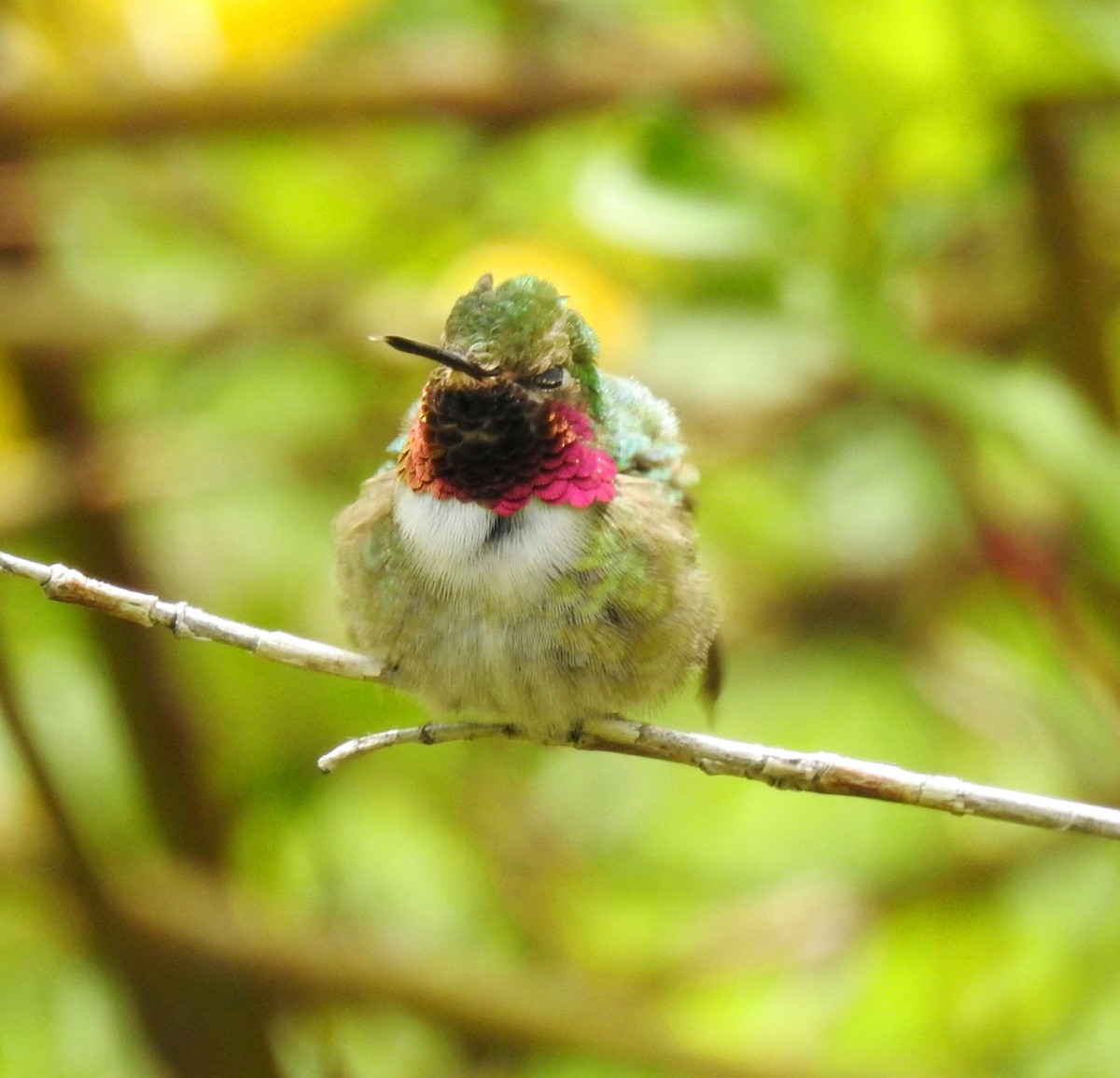 Broad-tailed Hummingbird - ML180765901