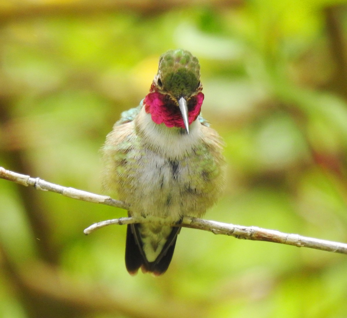 Geniş Kuyruklu Kolibri - ML180765911