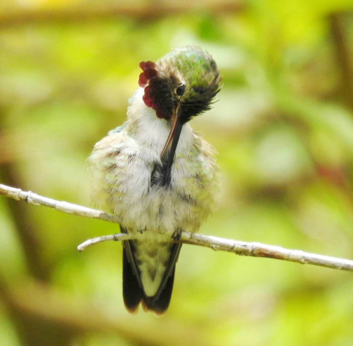 Geniş Kuyruklu Kolibri - ML180765921