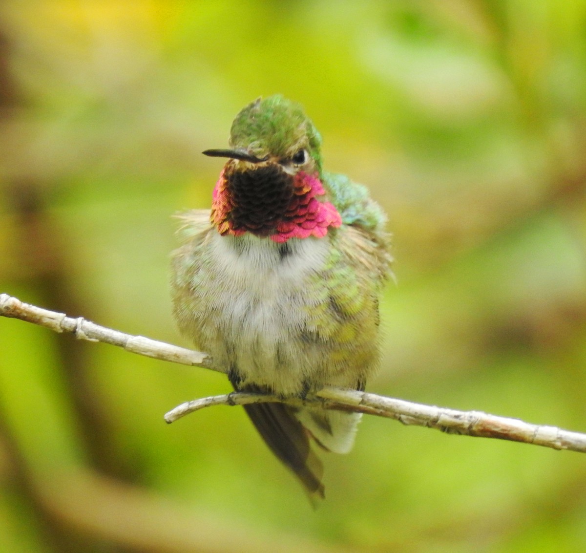 Broad-tailed Hummingbird - ML180765961