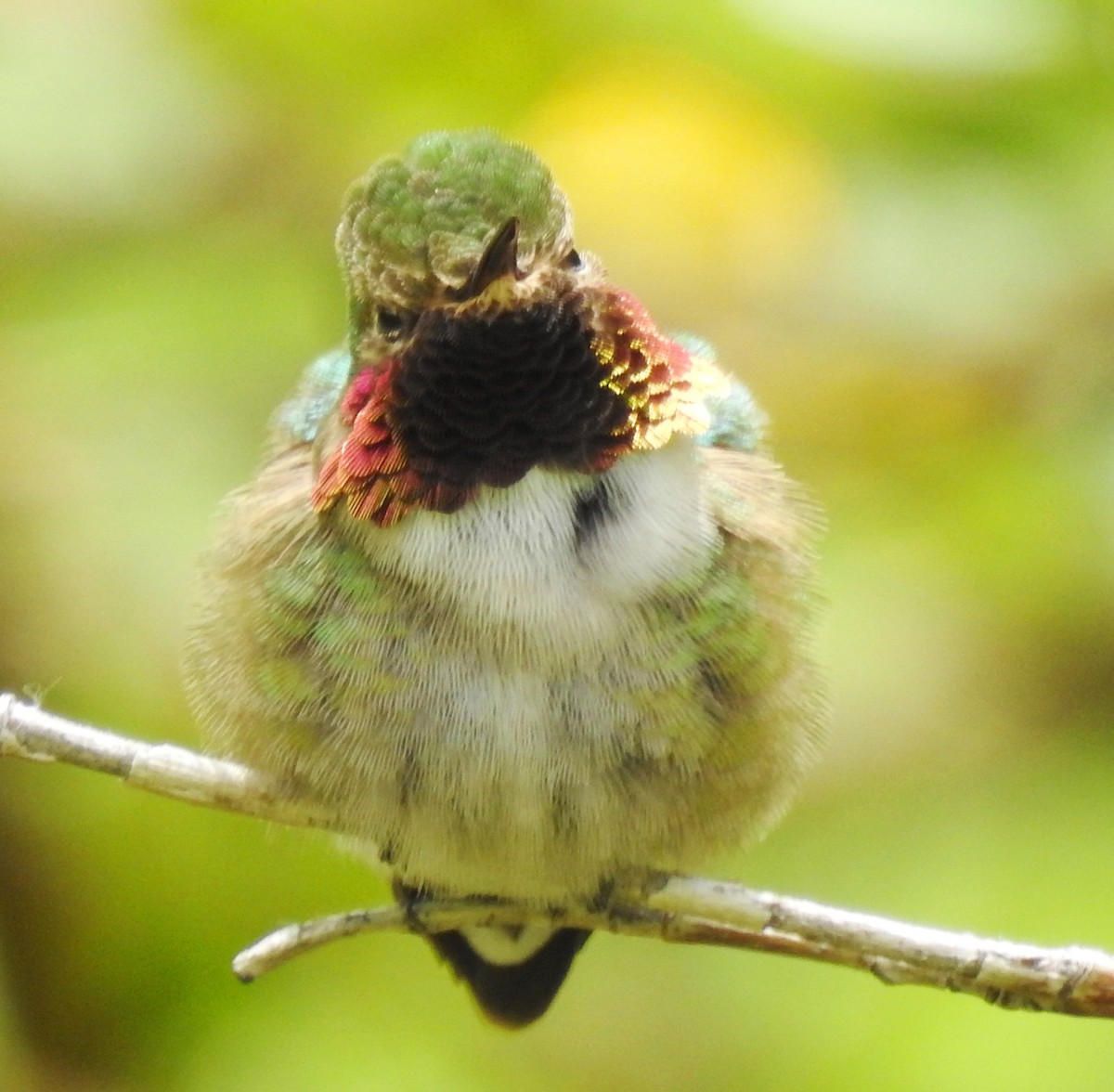 Broad-tailed Hummingbird - Sandra Blair