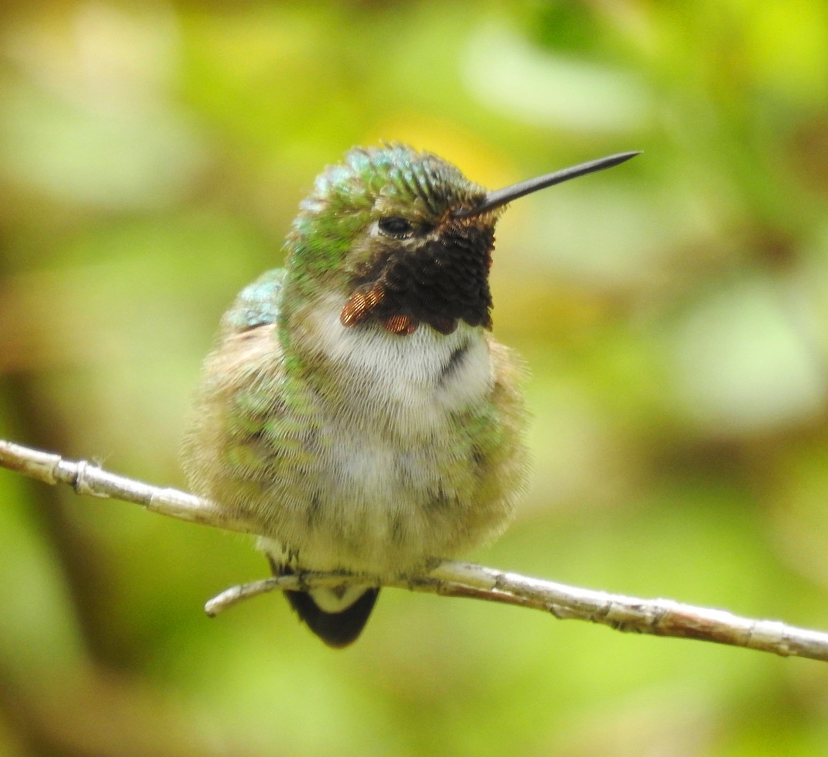 Broad-tailed Hummingbird - ML180765981