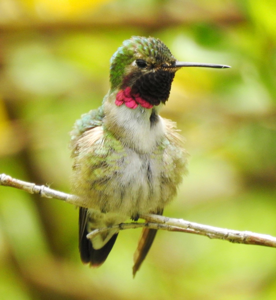 Broad-tailed Hummingbird - ML180765991