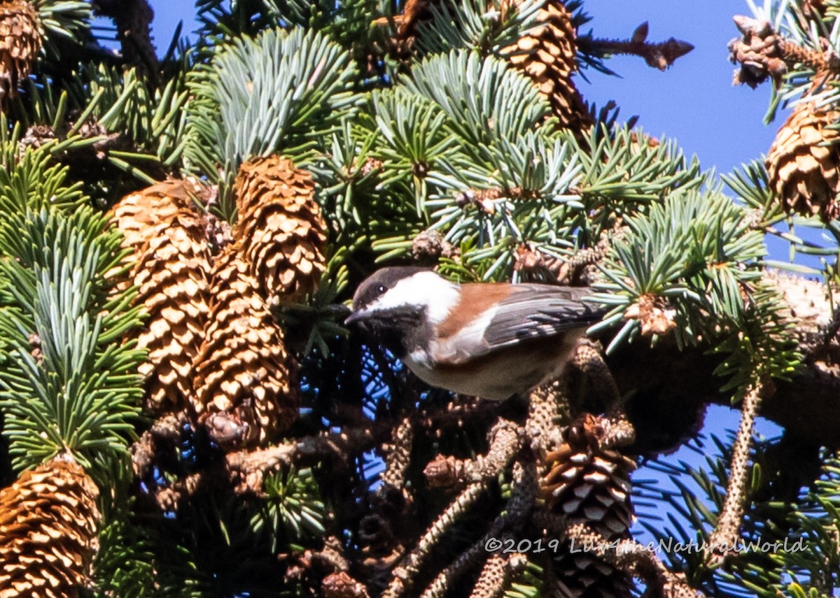 Chestnut-backed Chickadee - ML180766041