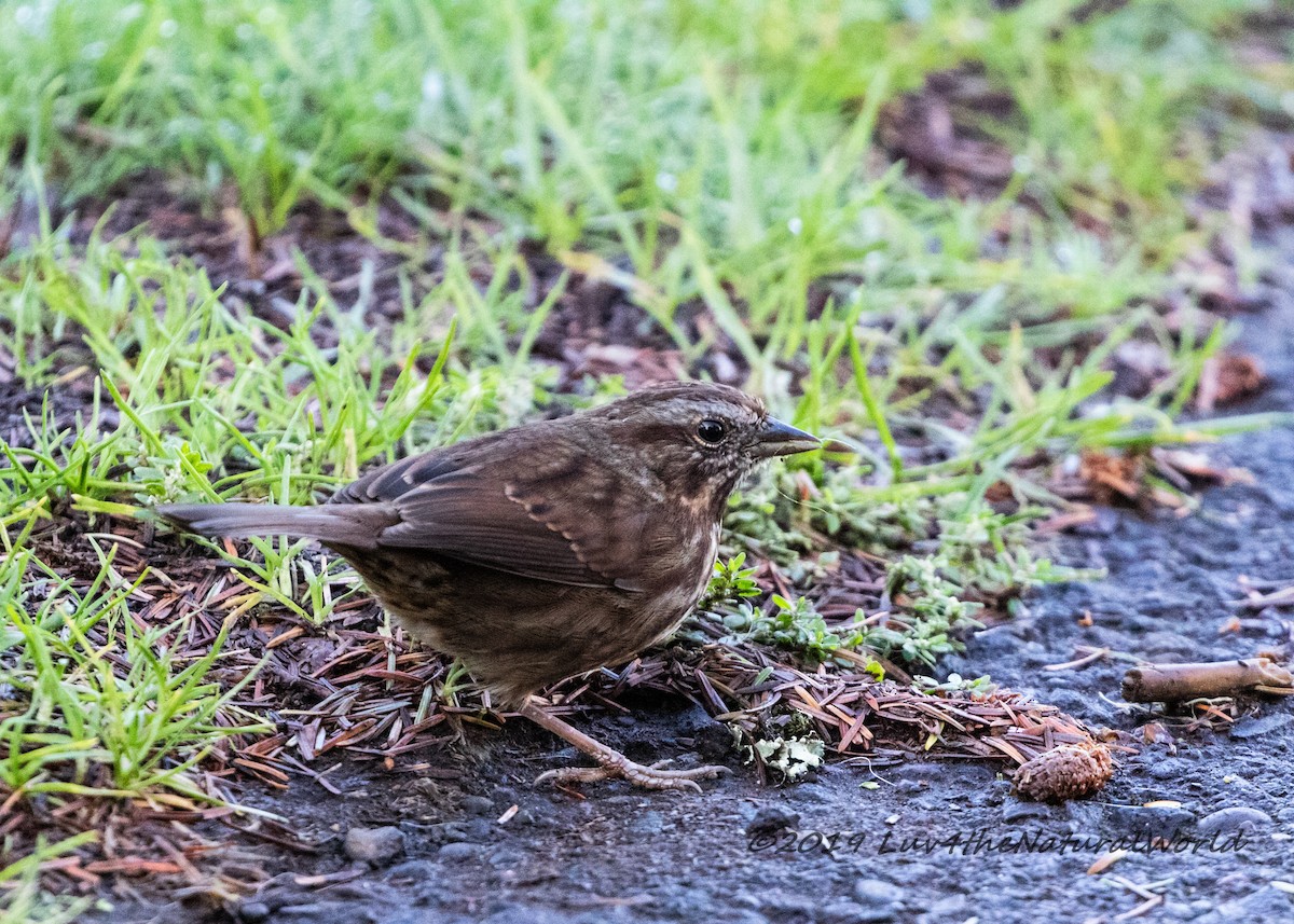 Song Sparrow - ML180766781