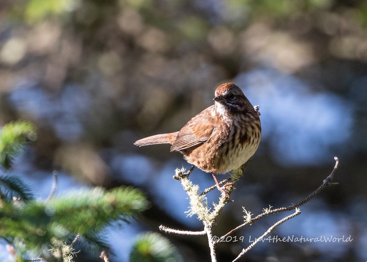 Song Sparrow - ML180767471