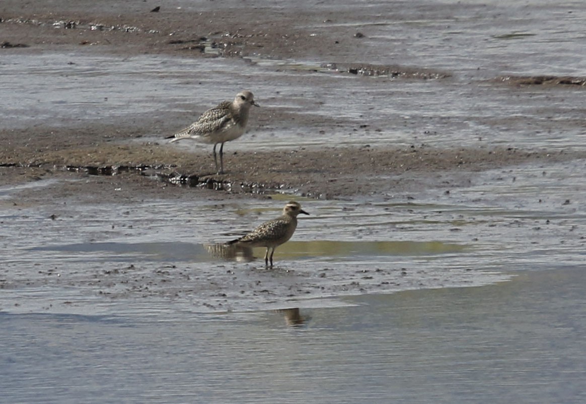 American Golden-Plover - Tom Forwood JR