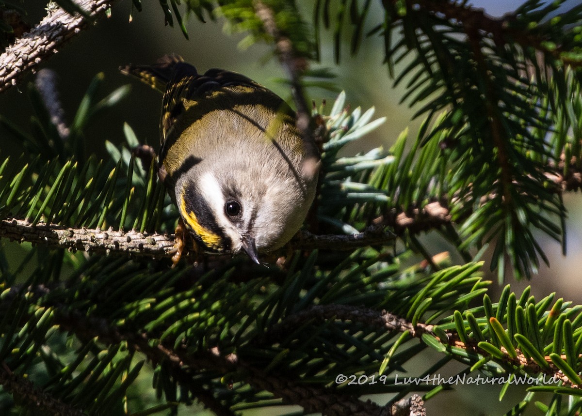 Golden-crowned Kinglet - ML180767831