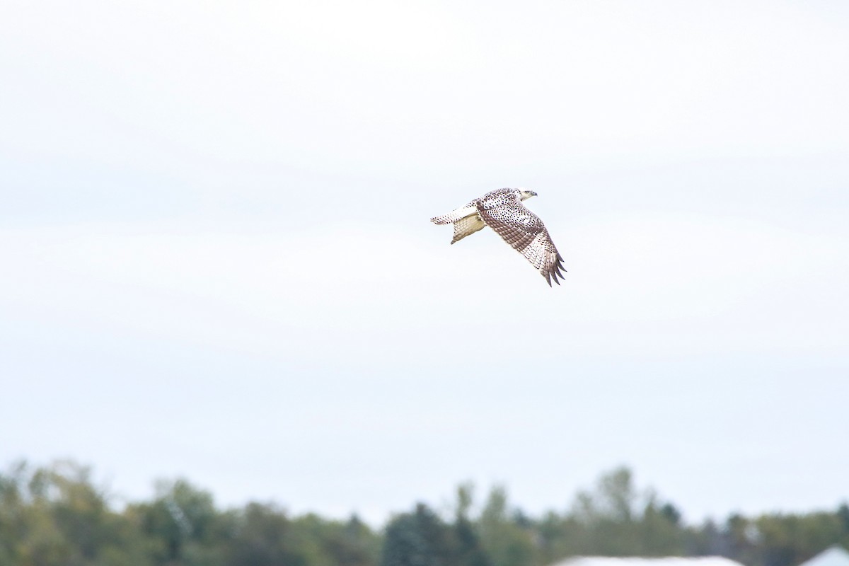 Red-tailed Hawk (Krider's) - ML180768081