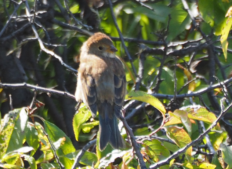 Indigo Bunting - Leslie S