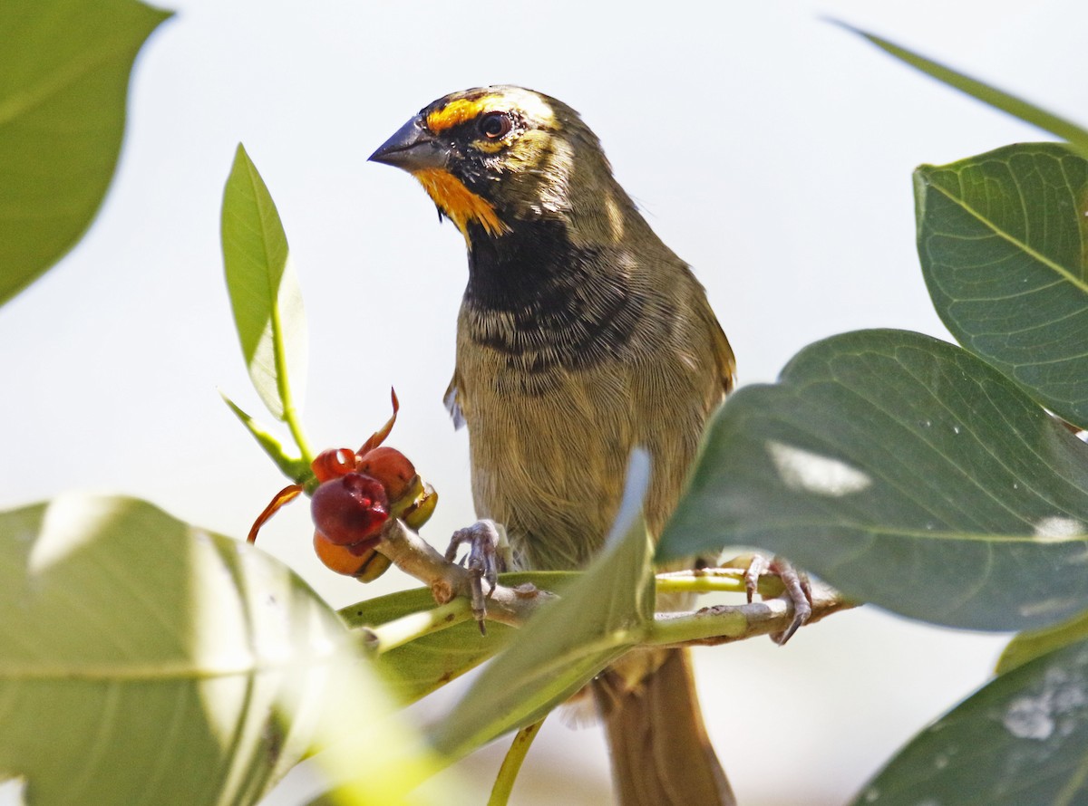 Yellow-faced Grassquit - Eary Warren