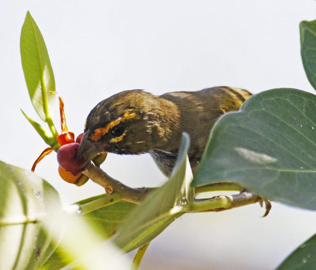 Yellow-faced Grassquit - ML180770701