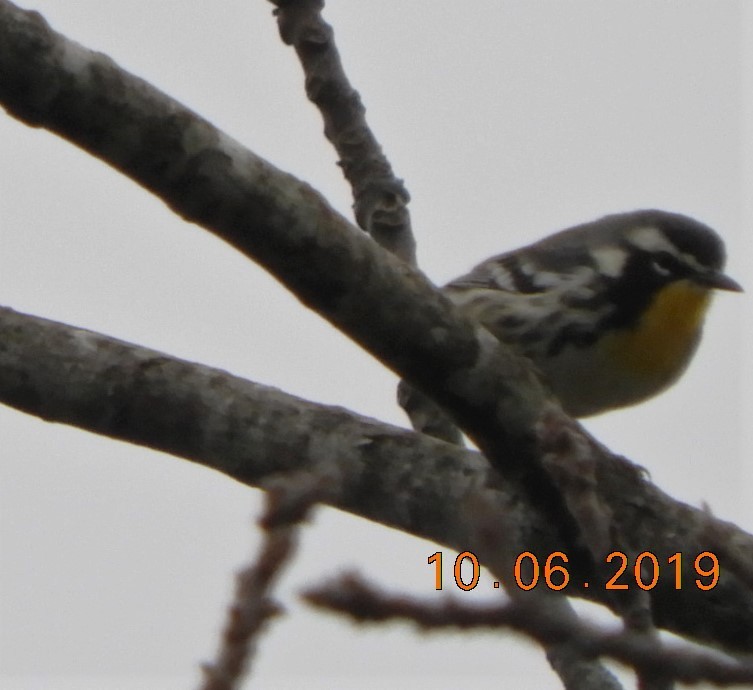 Yellow-throated Warbler - ML180771761