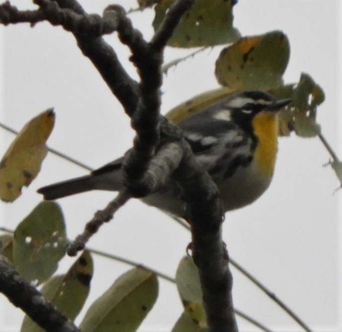 Yellow-throated Warbler - ML180771781