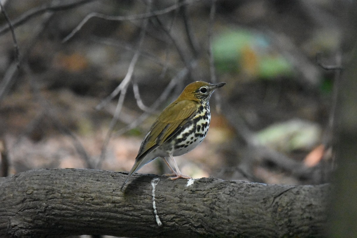 Wood Thrush - Donald Dixon