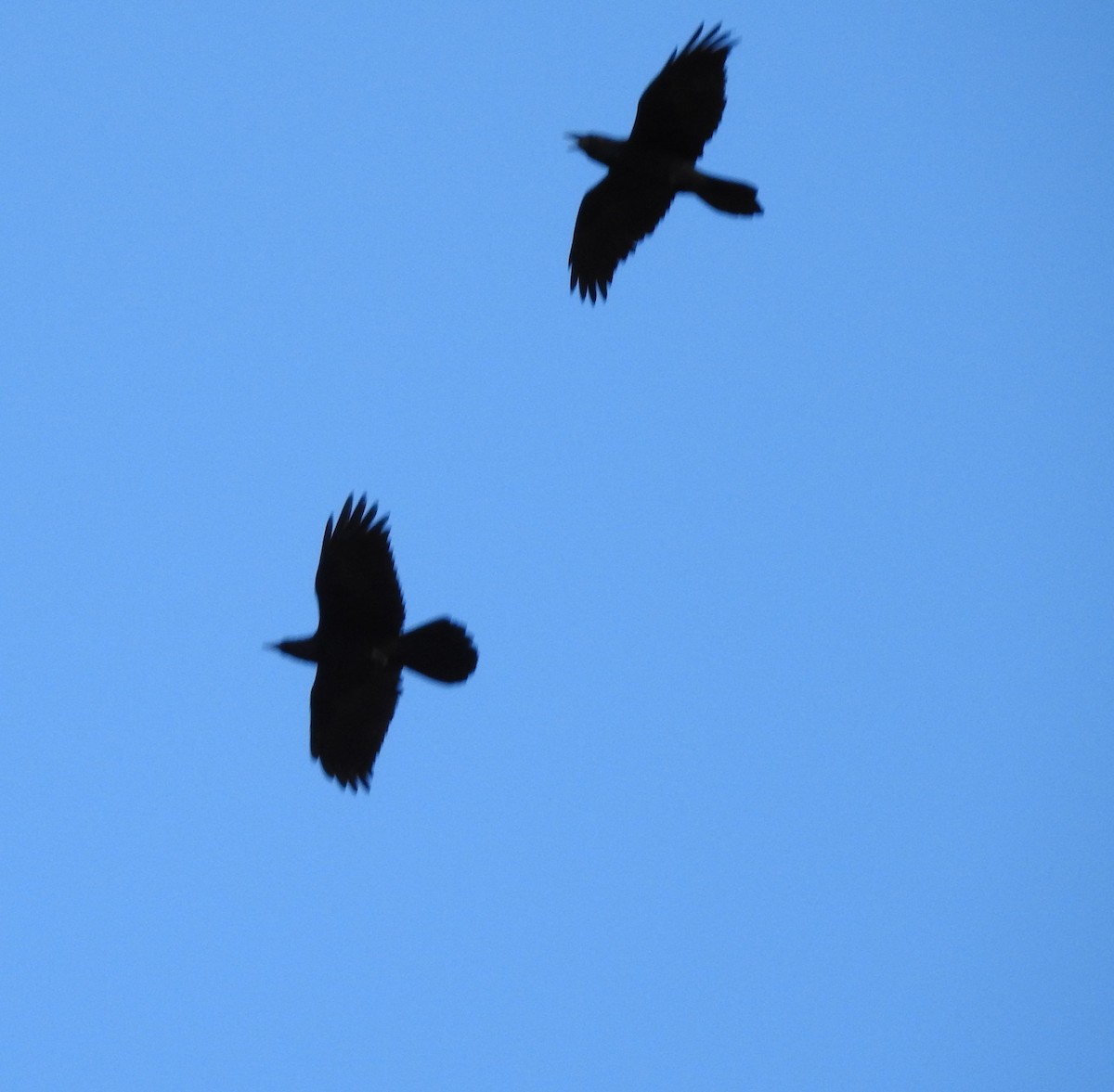 Common Raven - ML180773151