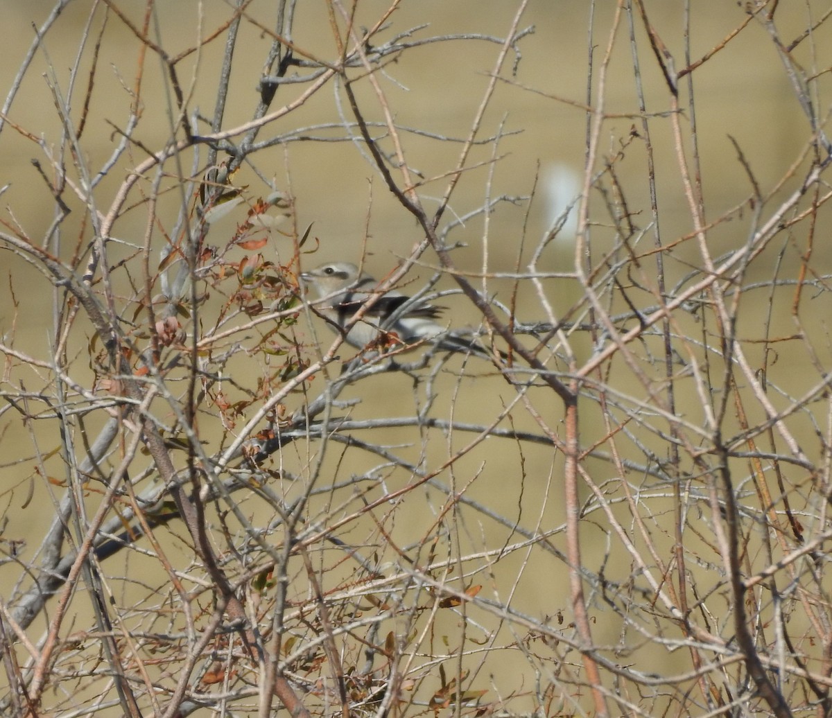 Northern Shrike - ML180773391