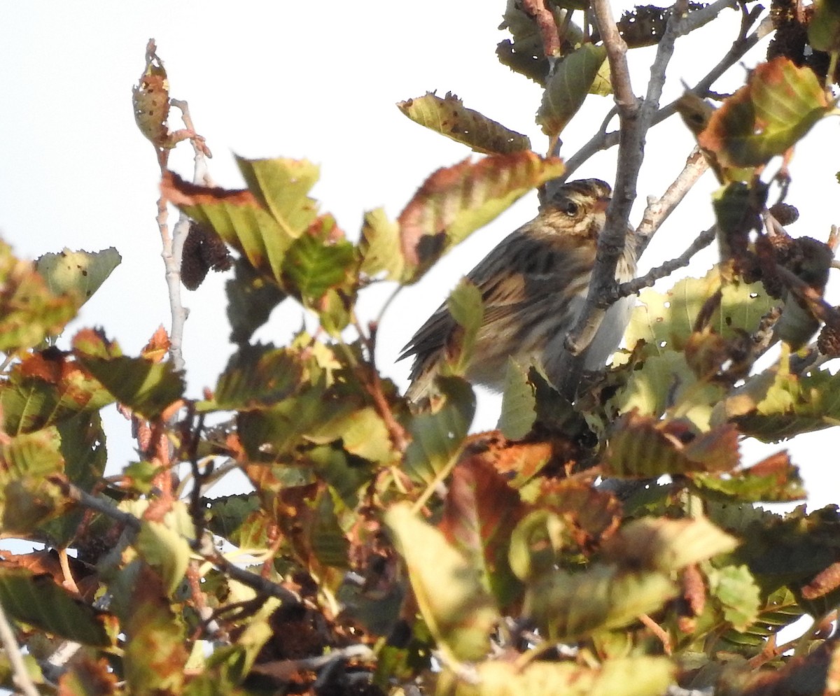 Vesper Sparrow - ML180773571