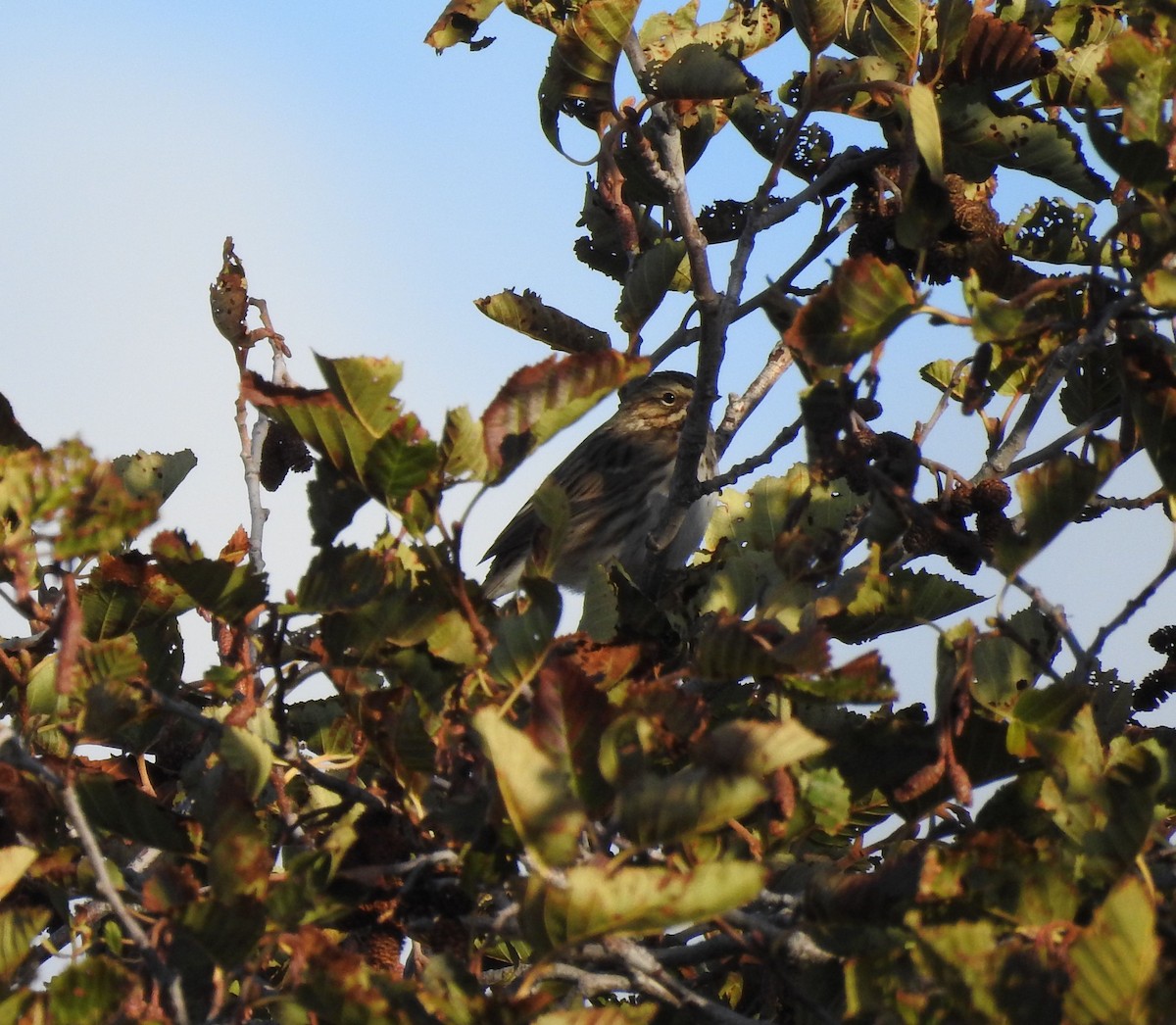 Vesper Sparrow - ML180773581