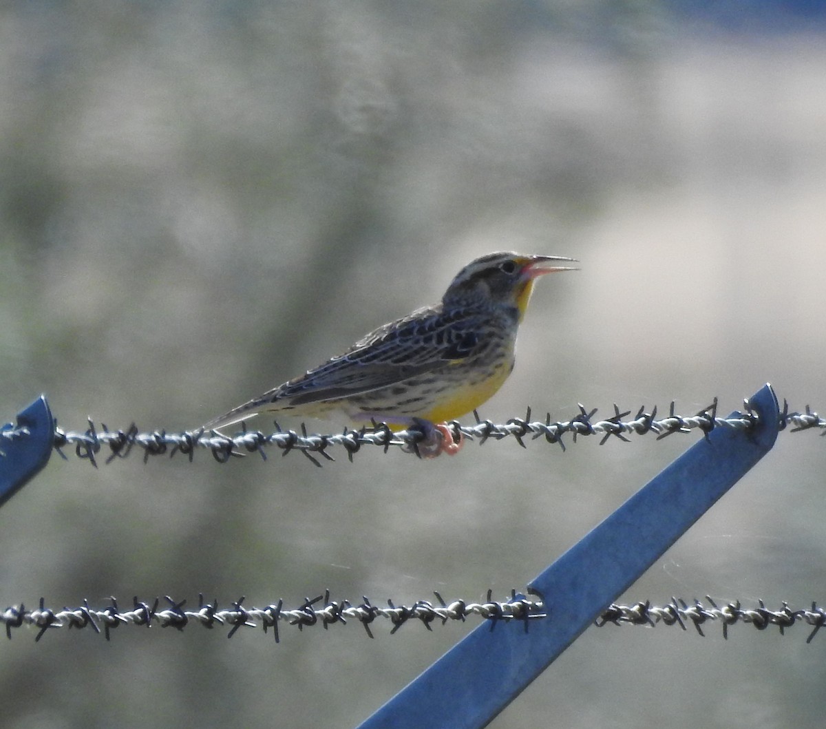 Western Meadowlark - ML180773591