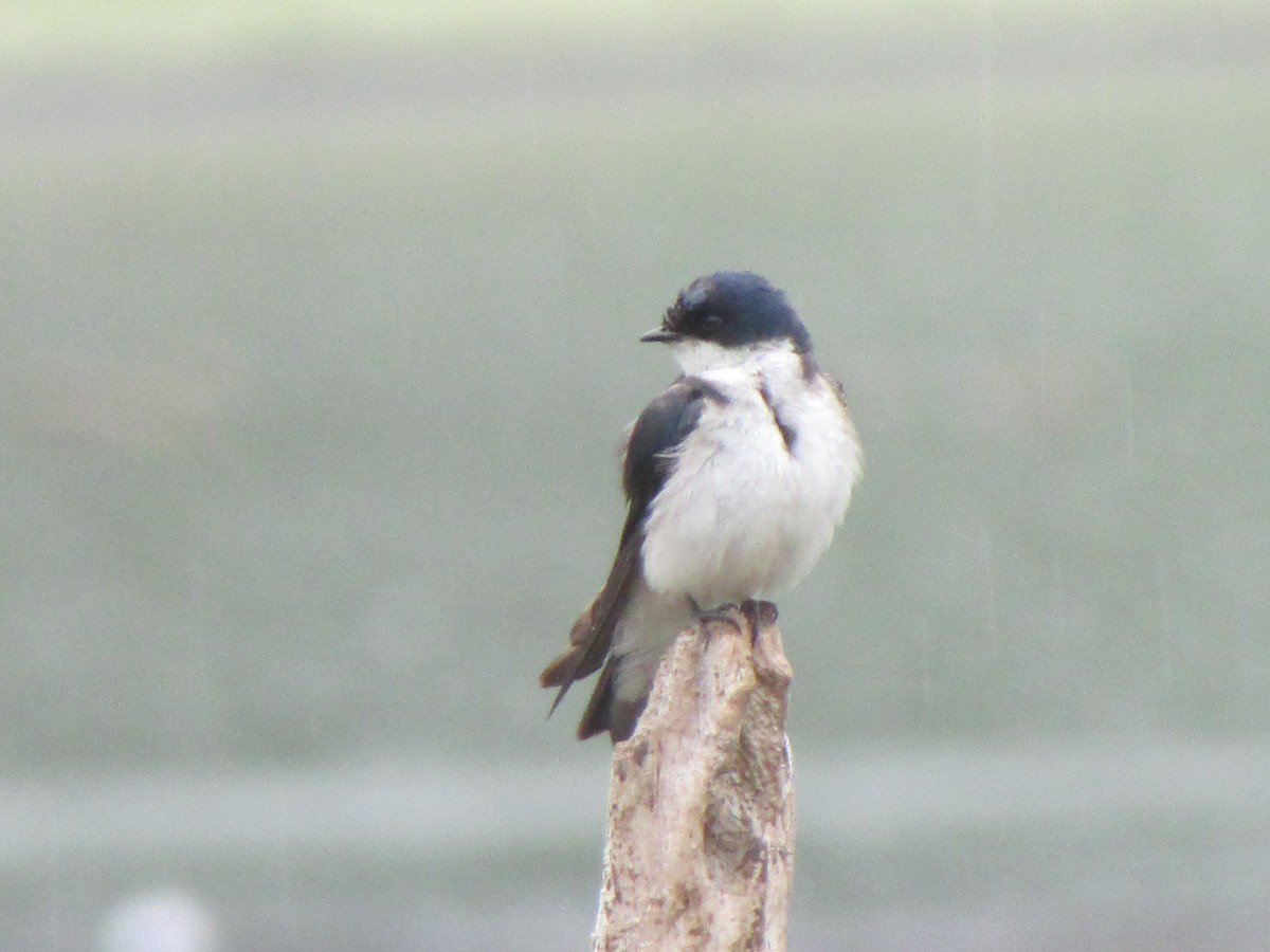 Chilean Swallow - ML180775401