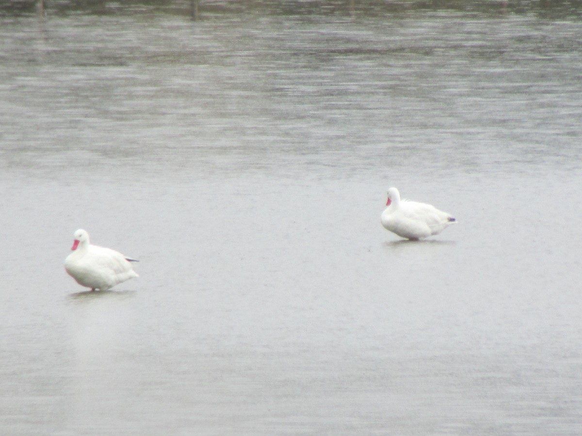 Coscoroba Swan - ML180775411