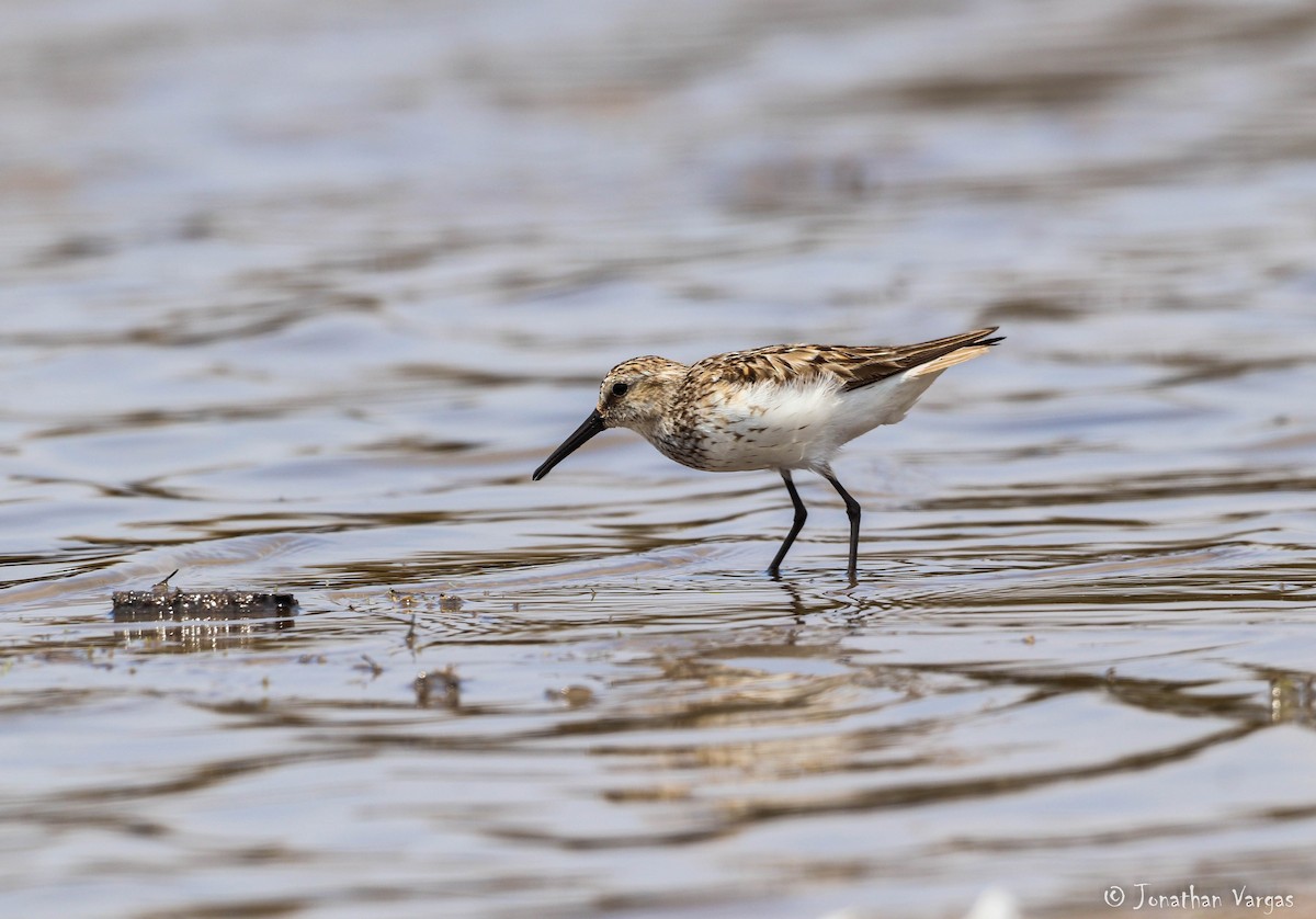 Western Sandpiper - Jonathan Vargas