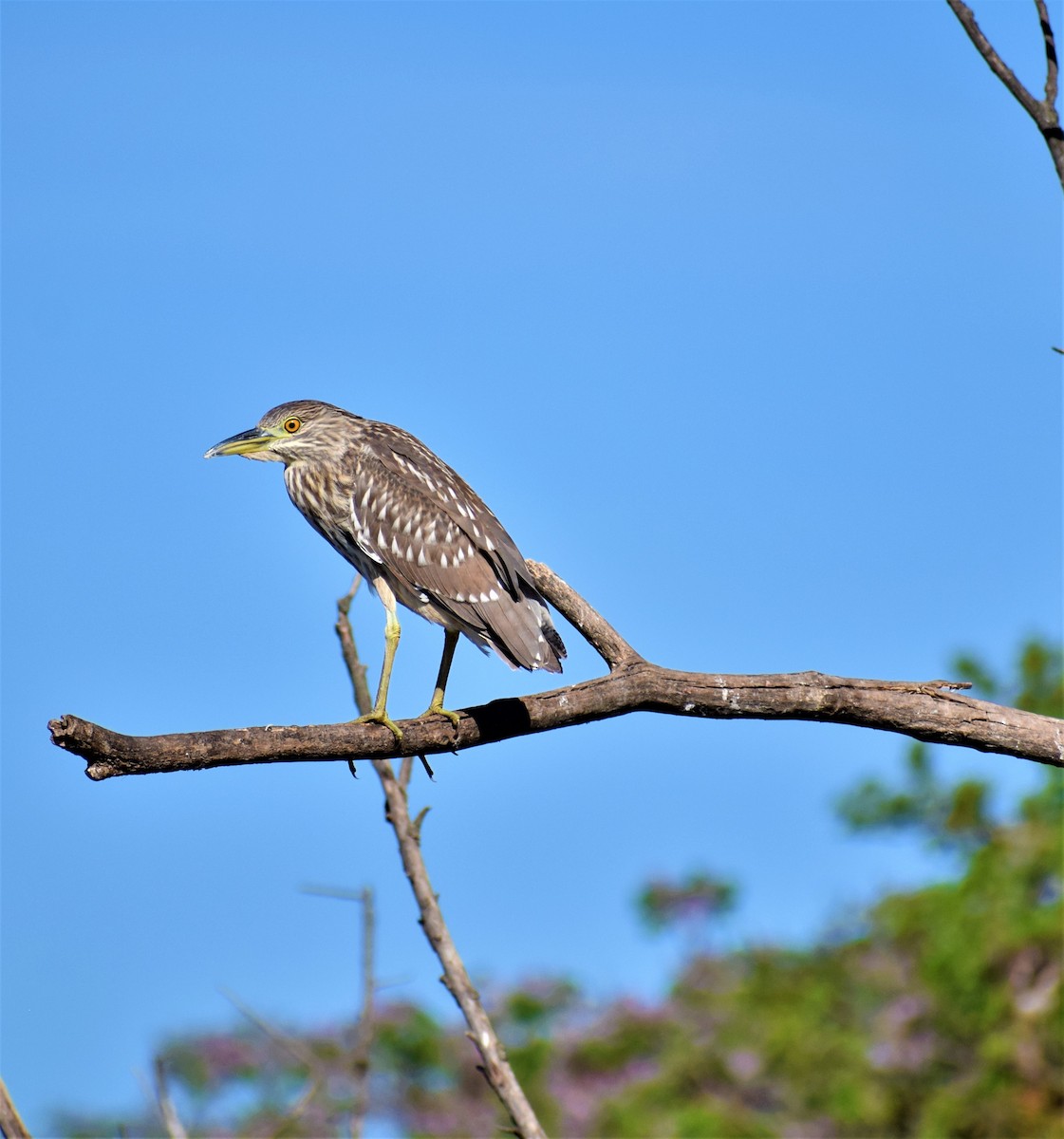 Black-crowned Night Heron - ML180775761