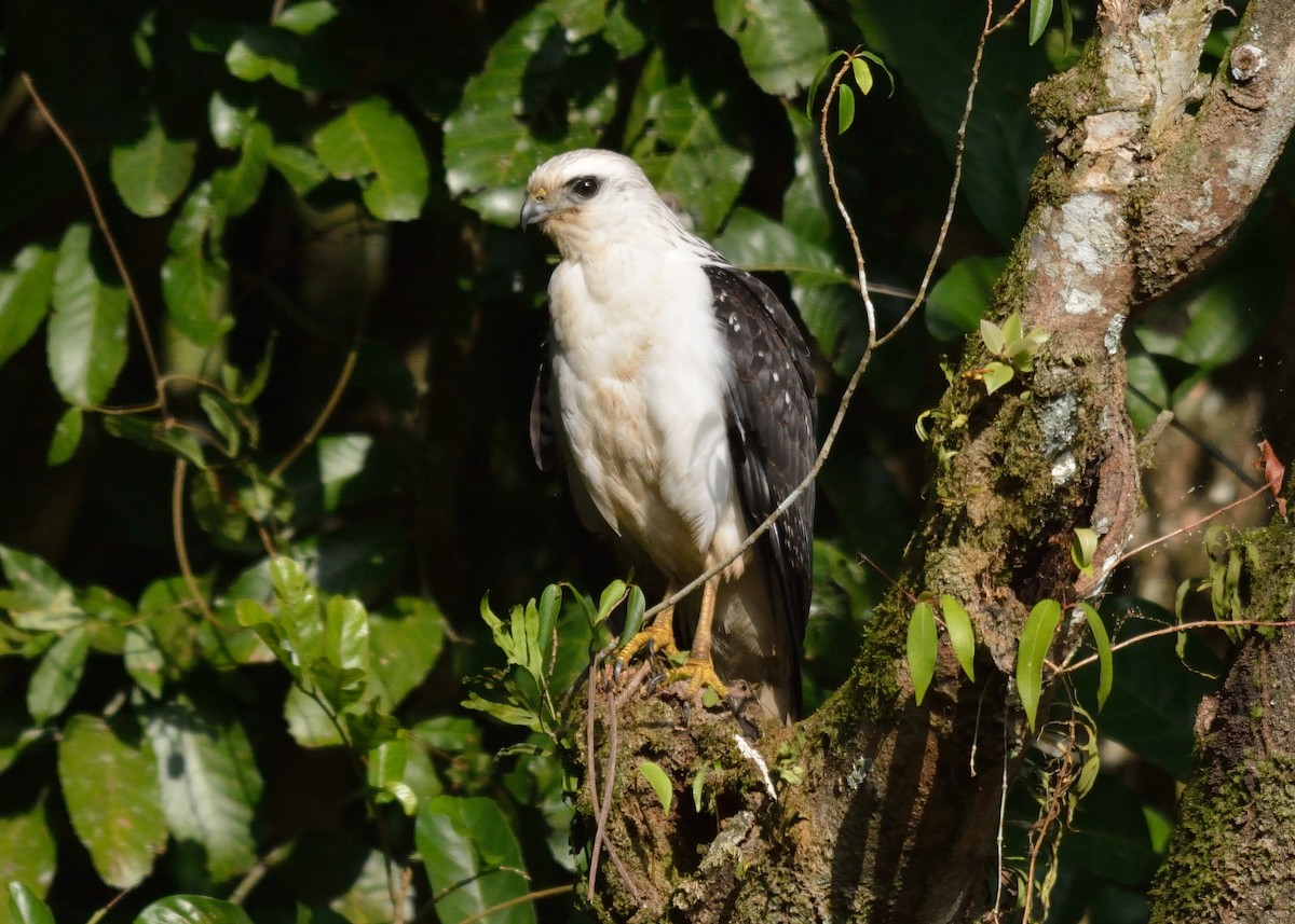 Mantled Hawk - Rodrigo Ferronato