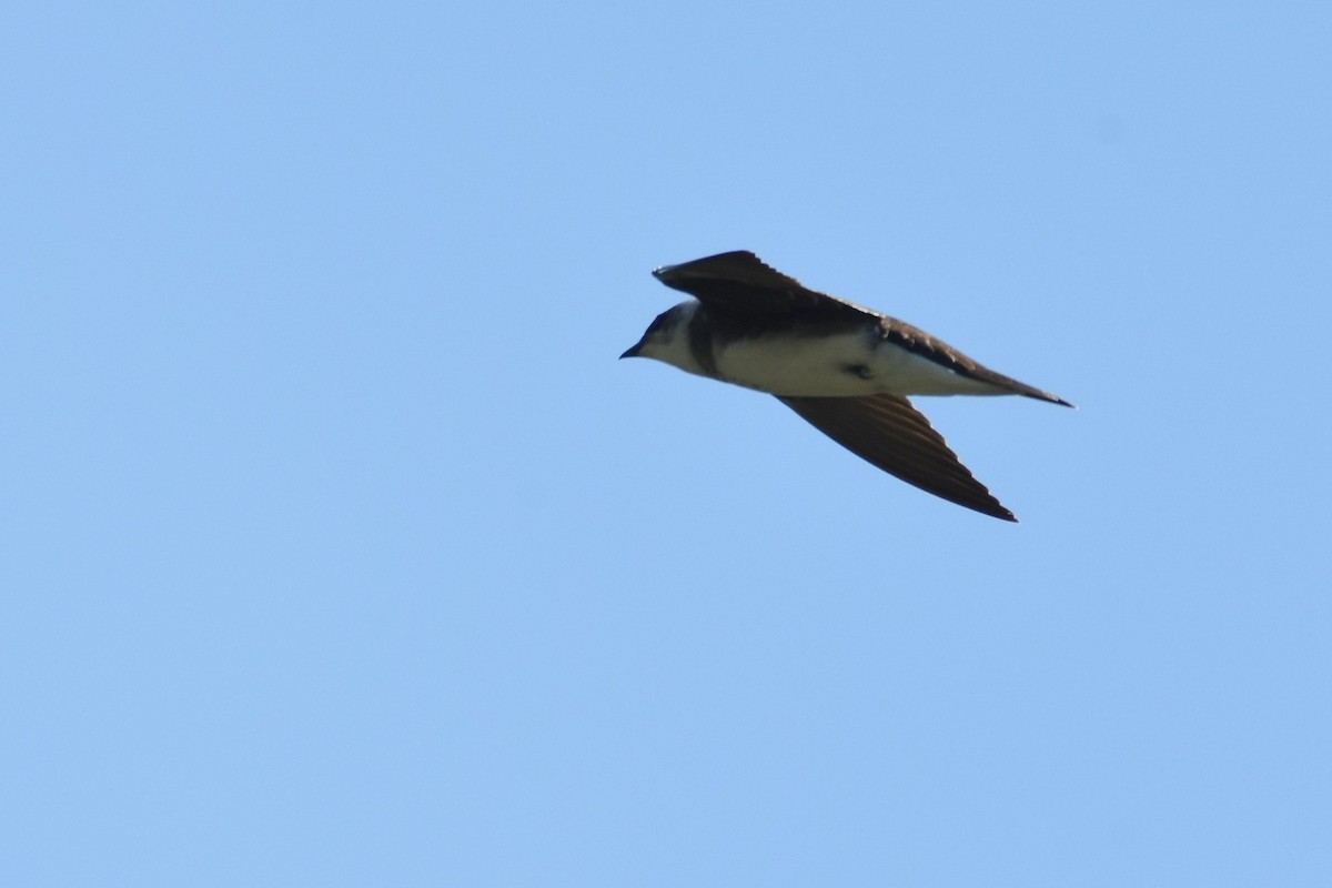 Golondrina Parda - ML180779281