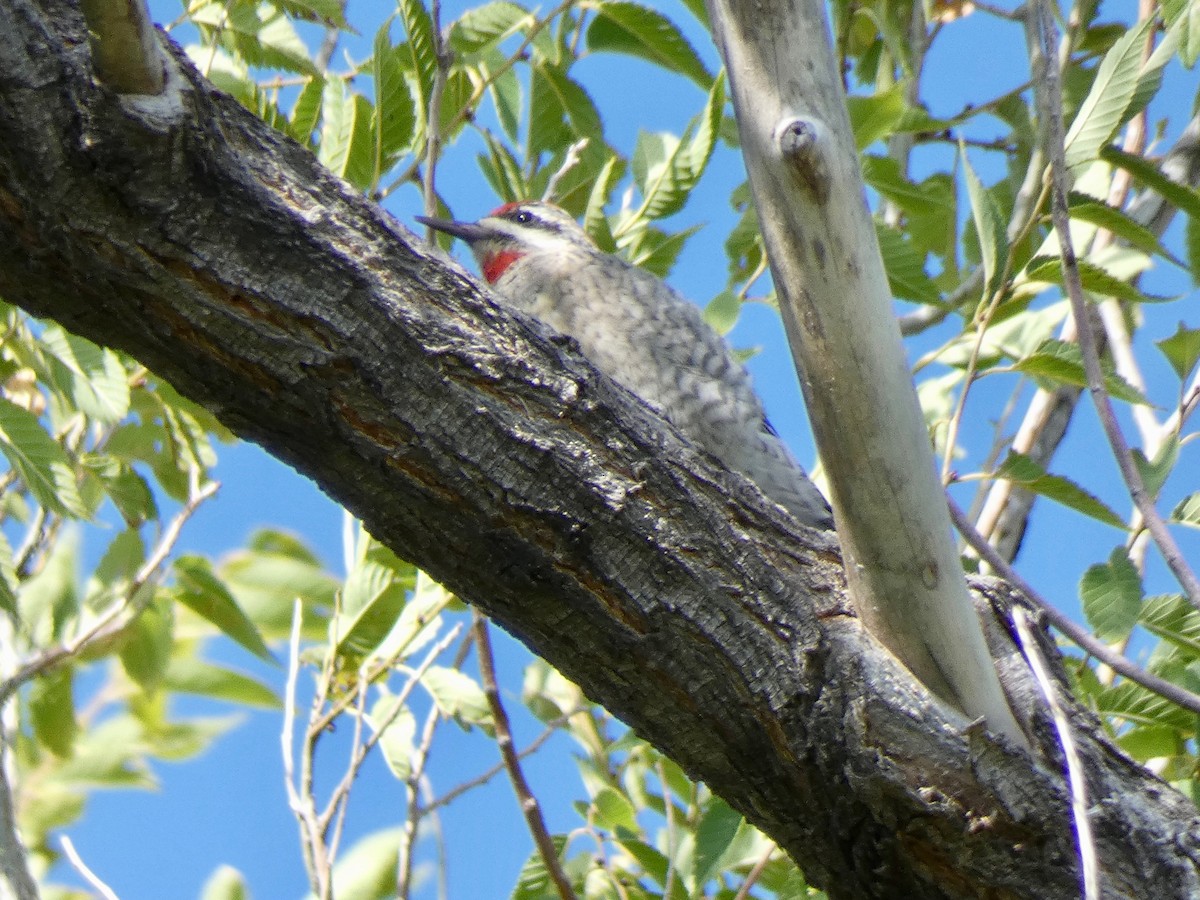 Red-naped Sapsucker - ML180780671