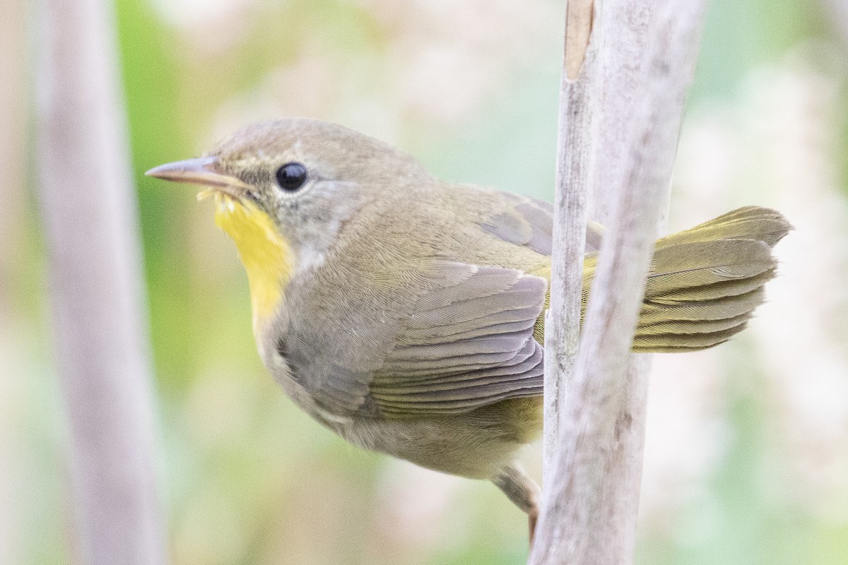 Common Yellowthroat - ML180781431