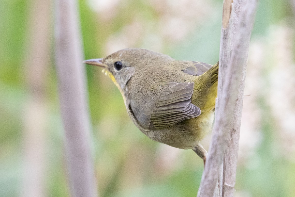 Common Yellowthroat - ML180781461