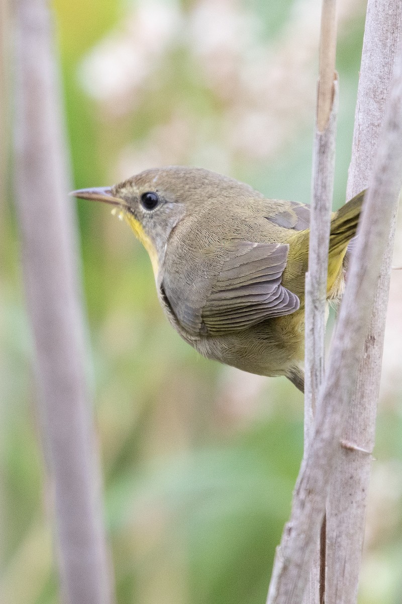 Common Yellowthroat - ML180781471