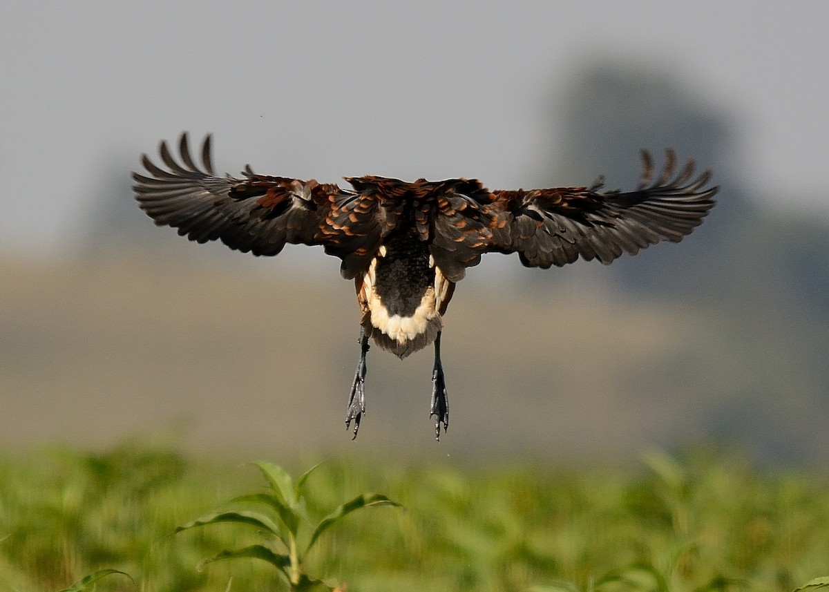 Fulvous Whistling-Duck - Rodrigo Ferronato