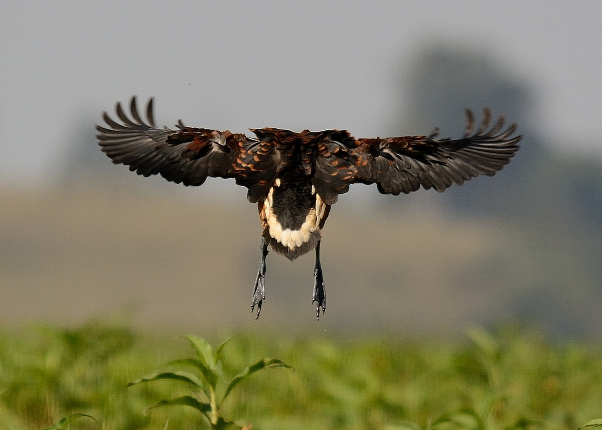 Fulvous Whistling-Duck - ML180781951