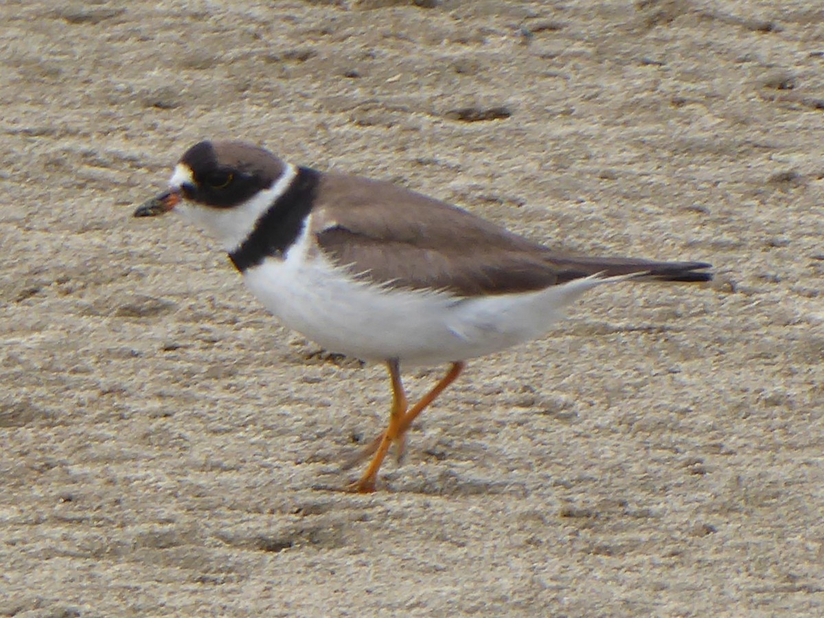 Semipalmated Plover - ML180782201