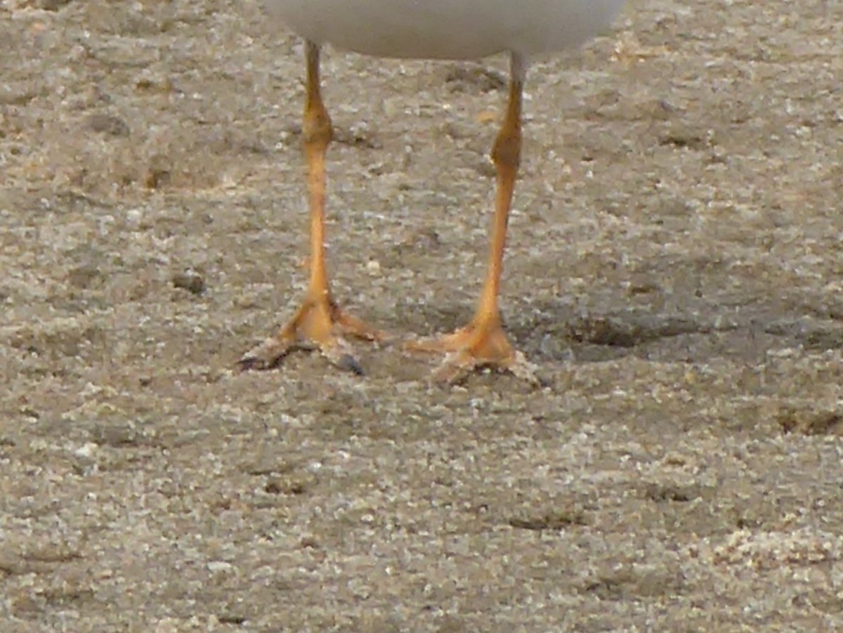 Semipalmated Plover - ML180782561