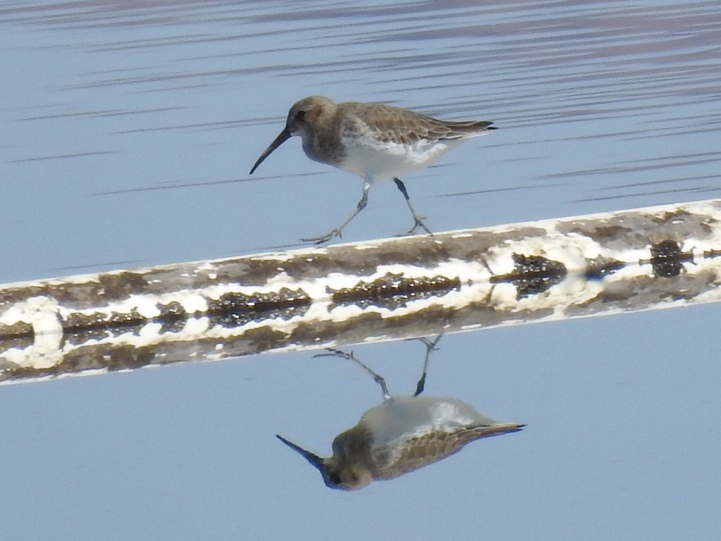 Alpenstrandläufer - ML180782891