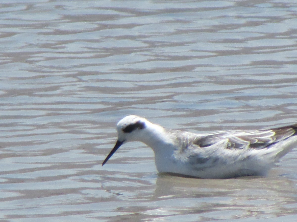 Red-necked Phalarope - ML180783111