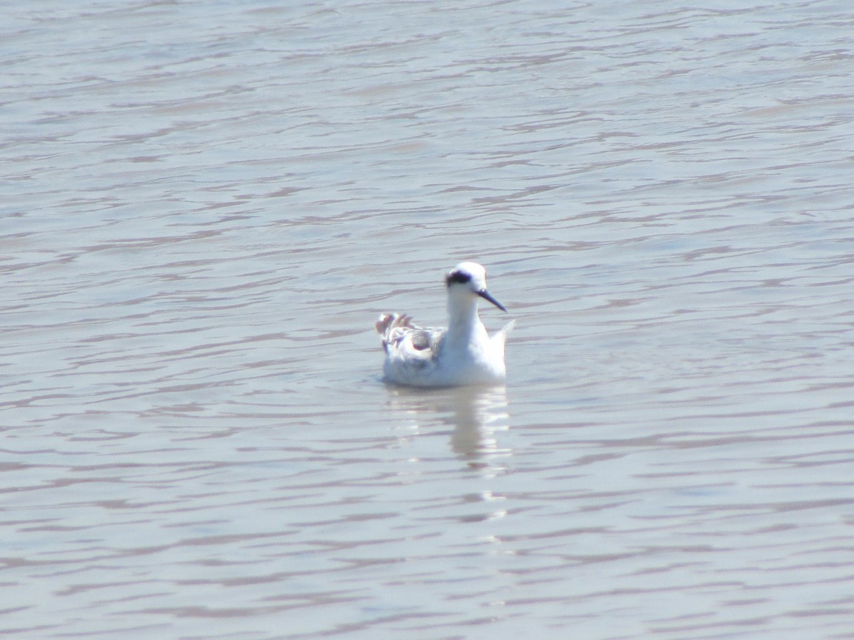 Red-necked Phalarope - ML180783181