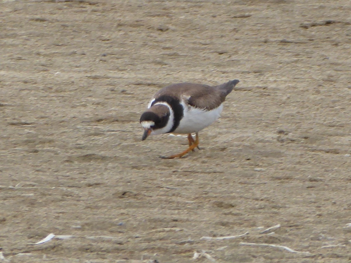 Semipalmated Plover - ML180783411